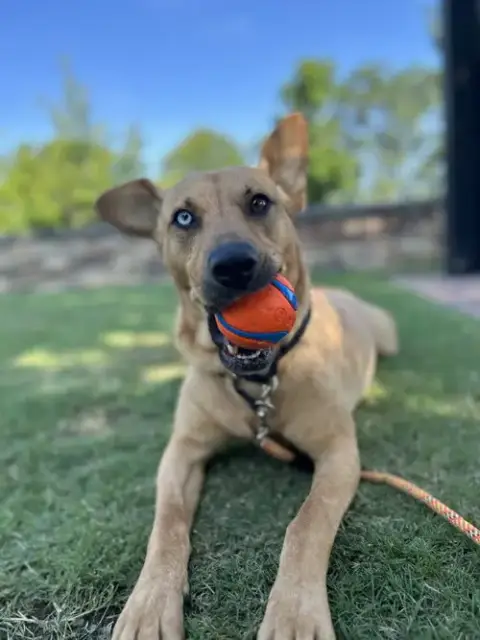Piper photo 4