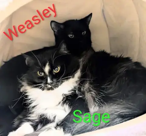 Weasley photo 2