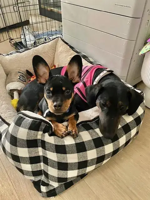 Daisy photo 2