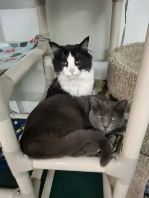 Little Gray And Little Girl photo 5