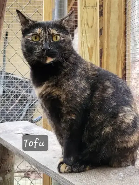 Tofu photo 3