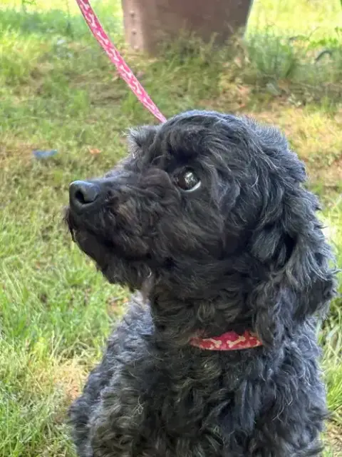 Queenie/Adopted