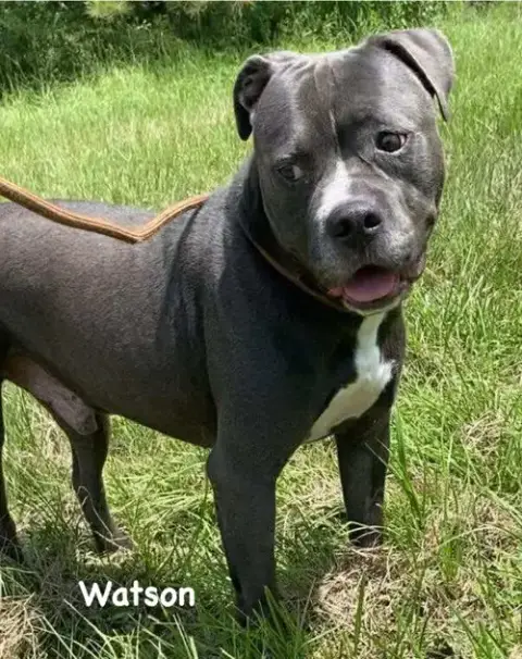 Watson photo 2