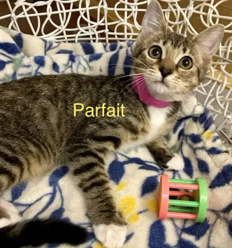 Parfait photo 3