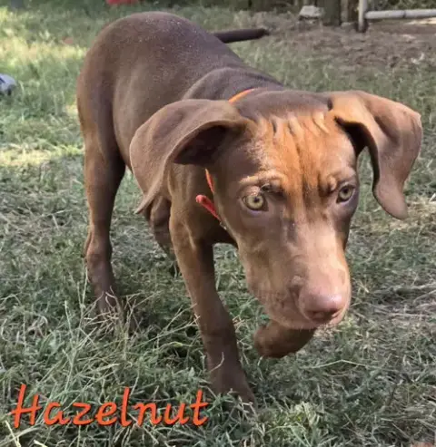 Hazelnut photo 3
