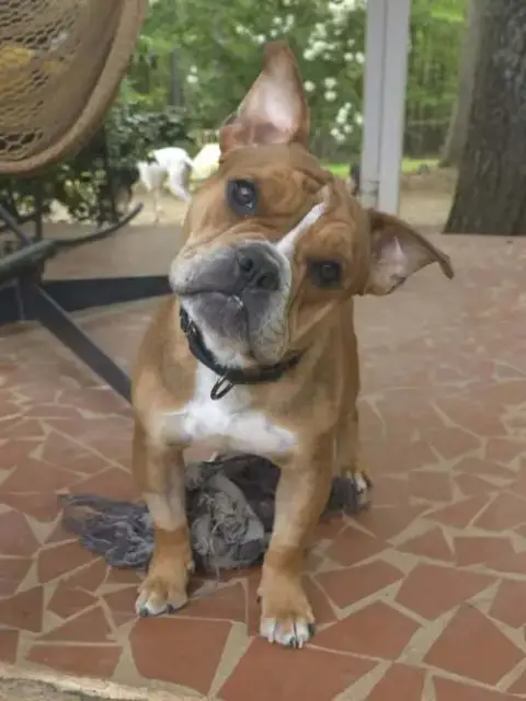 Louie Meatball Mcsnort photo 3