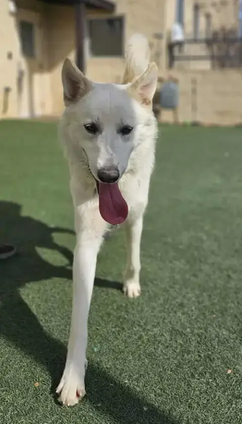 Bodhi- Diamond Dog! $75 Adoption Fee! photo 3