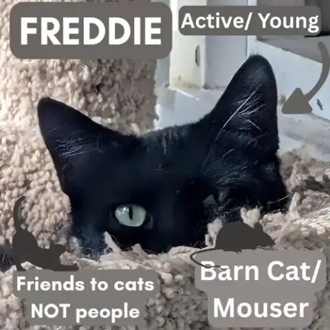 Barn Cat/Mouser: Freddy photo 3