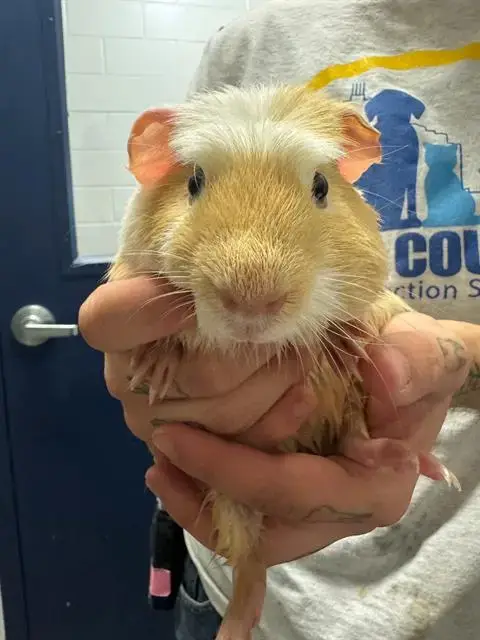 Herbert