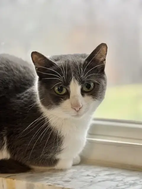 Cereal Kitty