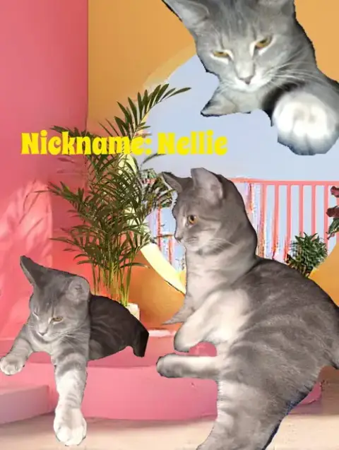 Zz "Nellie" Courtesy Post photo 4