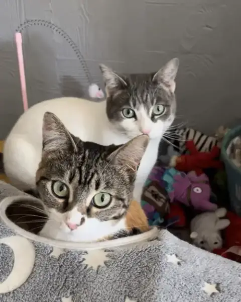 Lily & Daisy photo 4