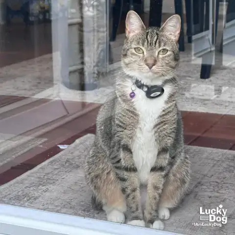 Lucille