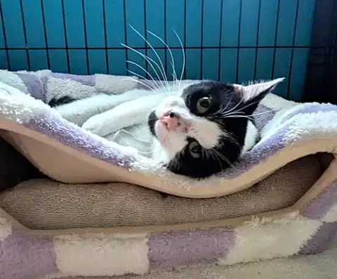 Kitties:  Bonded Pair Basil And Lavender photo 3