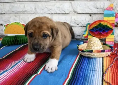 Taco photo 3