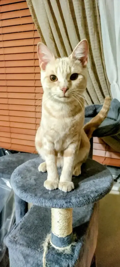 Olaf