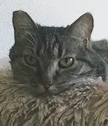 Tigra