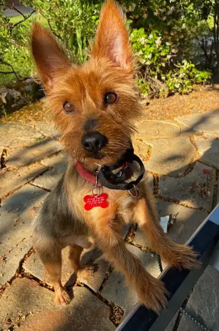 Winston photo 2