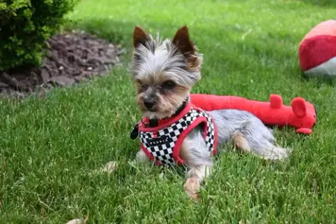 A Trevor photo 3