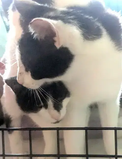 Kitties:  Bonded Pair Basil And Lavender photo 2