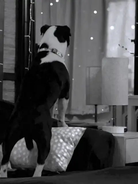 Louie photo 2
