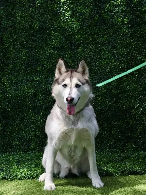 Nala