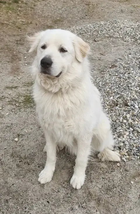 Henry