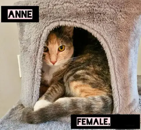 Anne photo 4