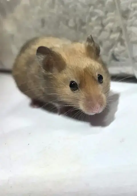 Cleo