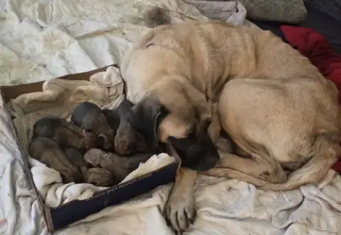 Maisy'S Puppies photo 2