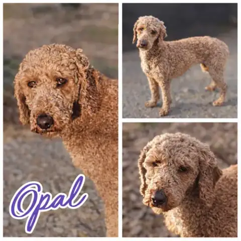 Opal photo 2