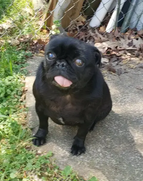 4007