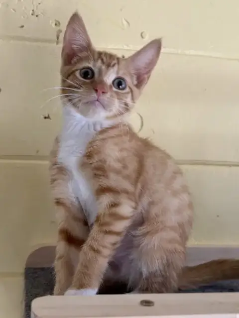 Simba Bonded With Mufasa photo 2