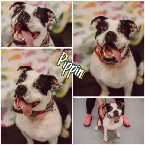 Pippin