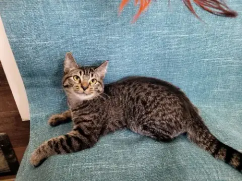 Alvin
