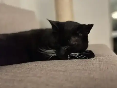 Simba Girl photo 3