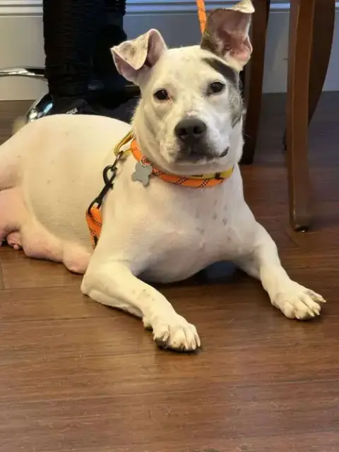 Betty Boop photo 4