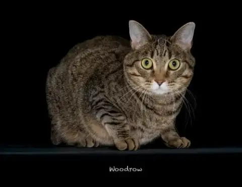 Woodrow photo 3