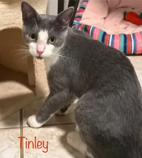 Tinley photo 3