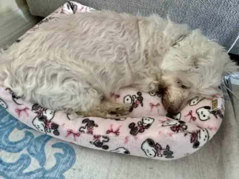 Snowee photo 3