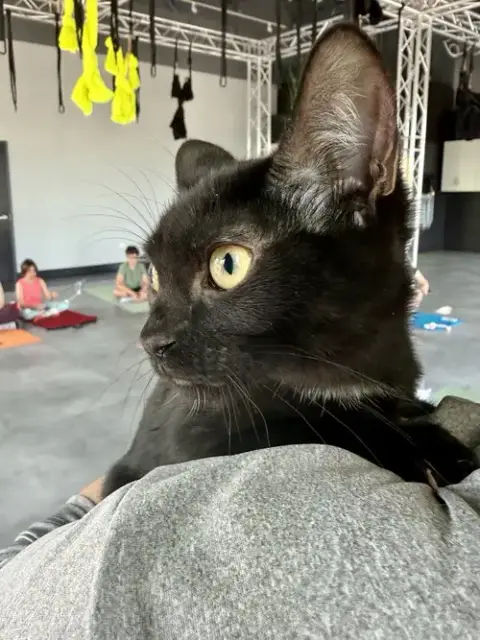 Cat photo 2