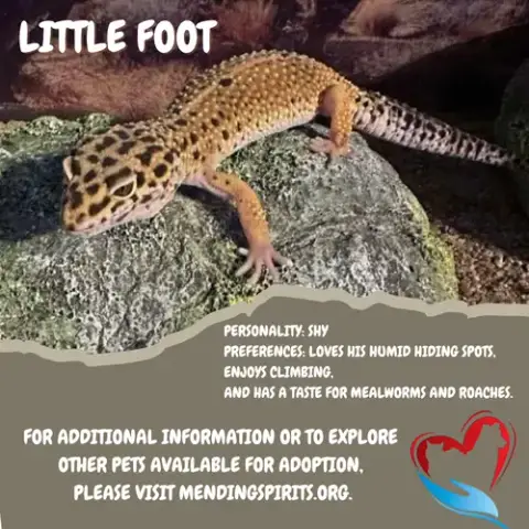 Little Foot ⭐️ photo 2