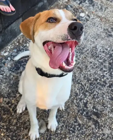 Buddy
