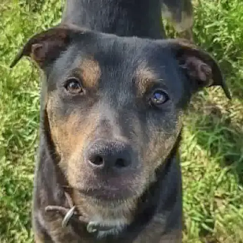 Rebel