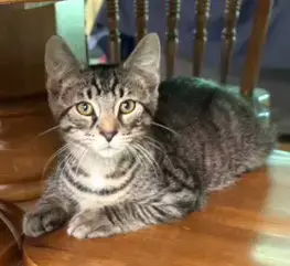 Kitten Steve