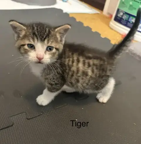 Tiger.