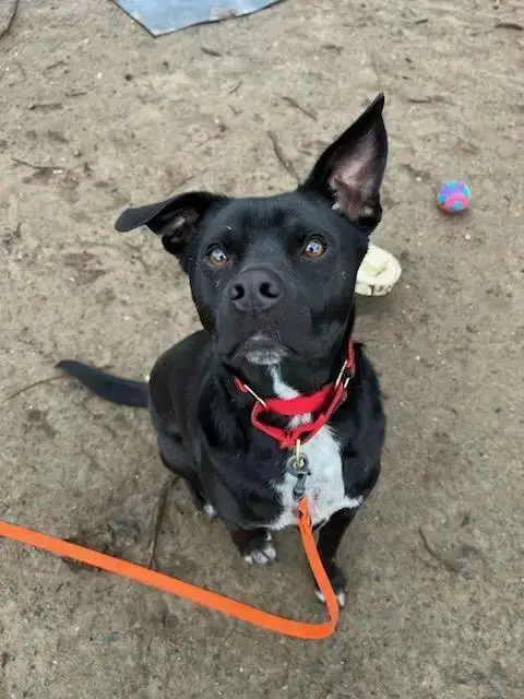 Atlas