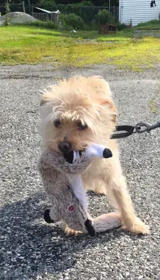 Benji In Ri photo 3