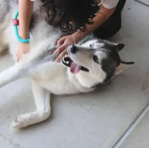 Hachi photo 3