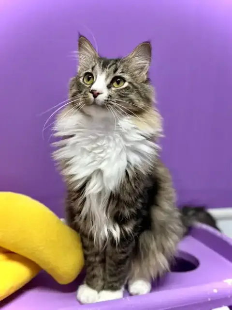 Oscar Ii photo 2